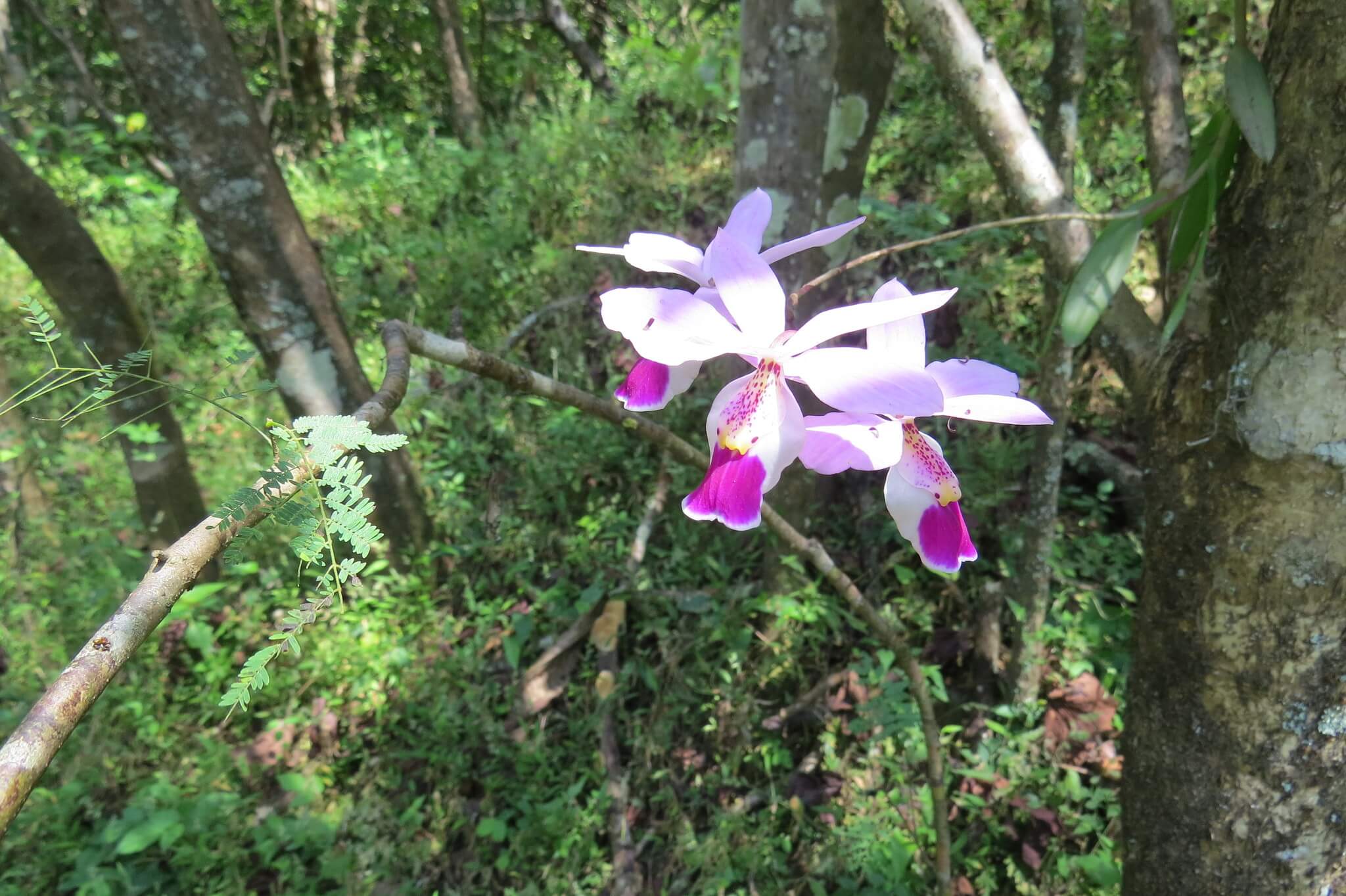 Barkeria uniflora